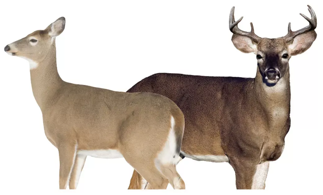 Montana Decoy Deer Dream Team